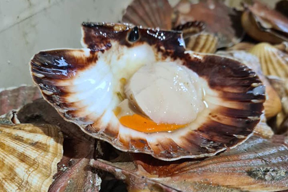 coquille Saint-Jacques